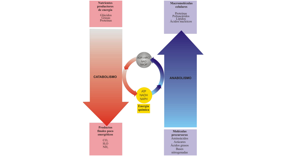 anabolismo-y-catabolismo-que-son anabolismo-y-catabolismo-que-son