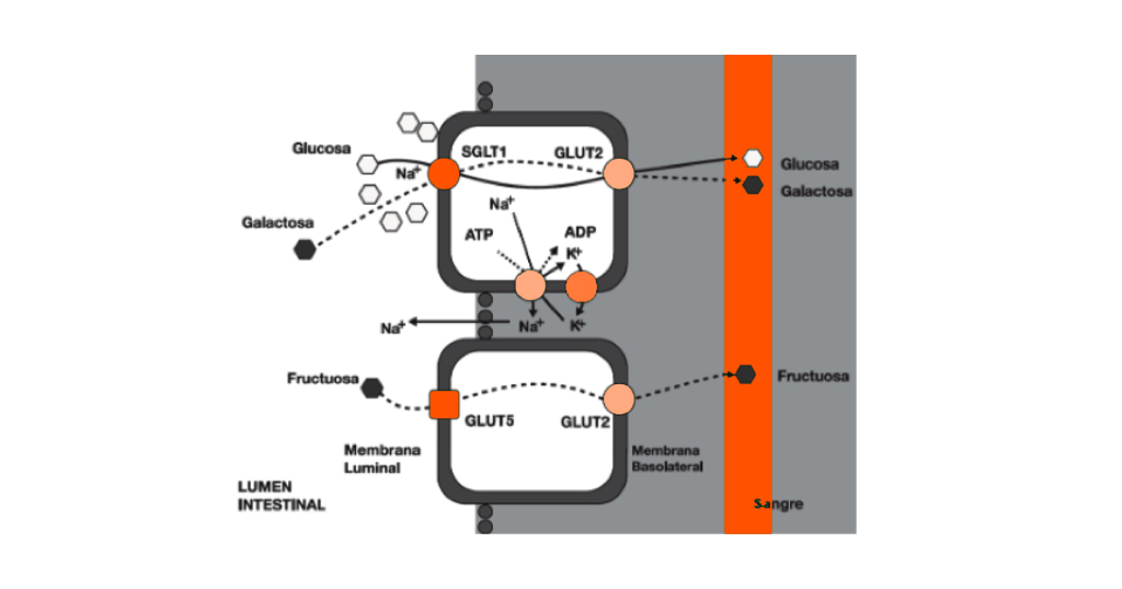 cuadro-nd4-long-distance cuadro-nd4-long-distance
